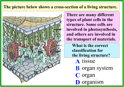 Biology Flashcard Example