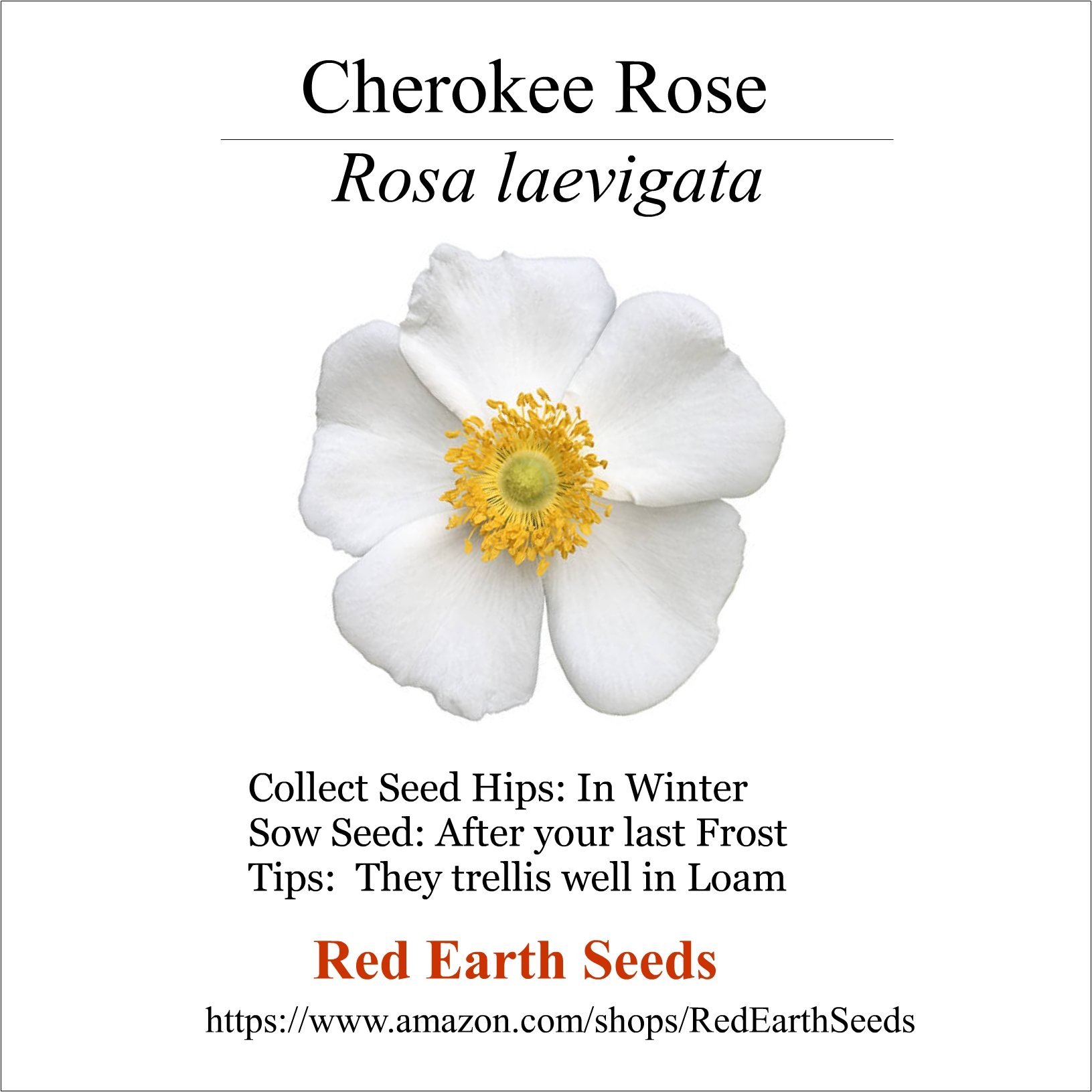 Cherokee Rose Seed