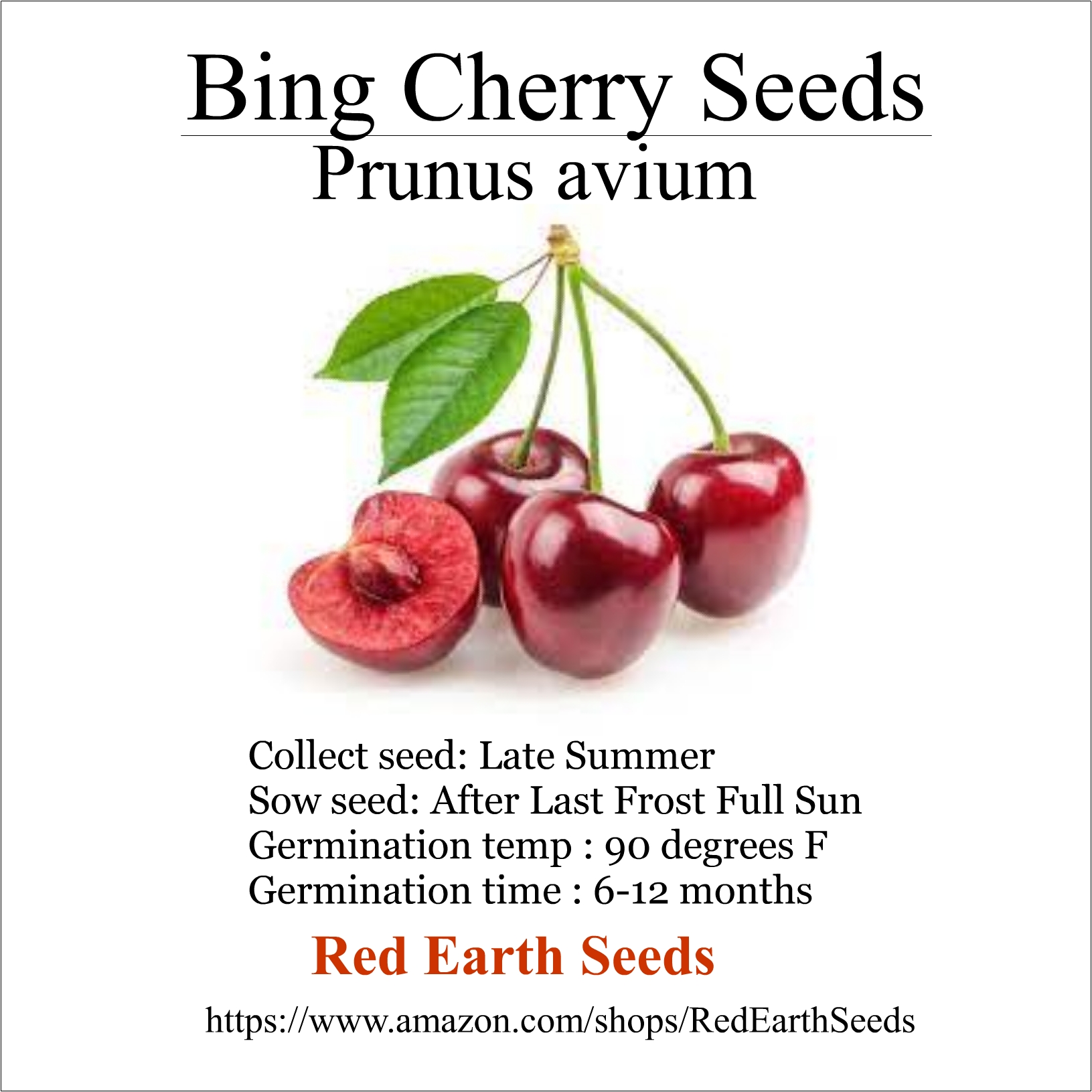 Premium Bing Cherry Seed