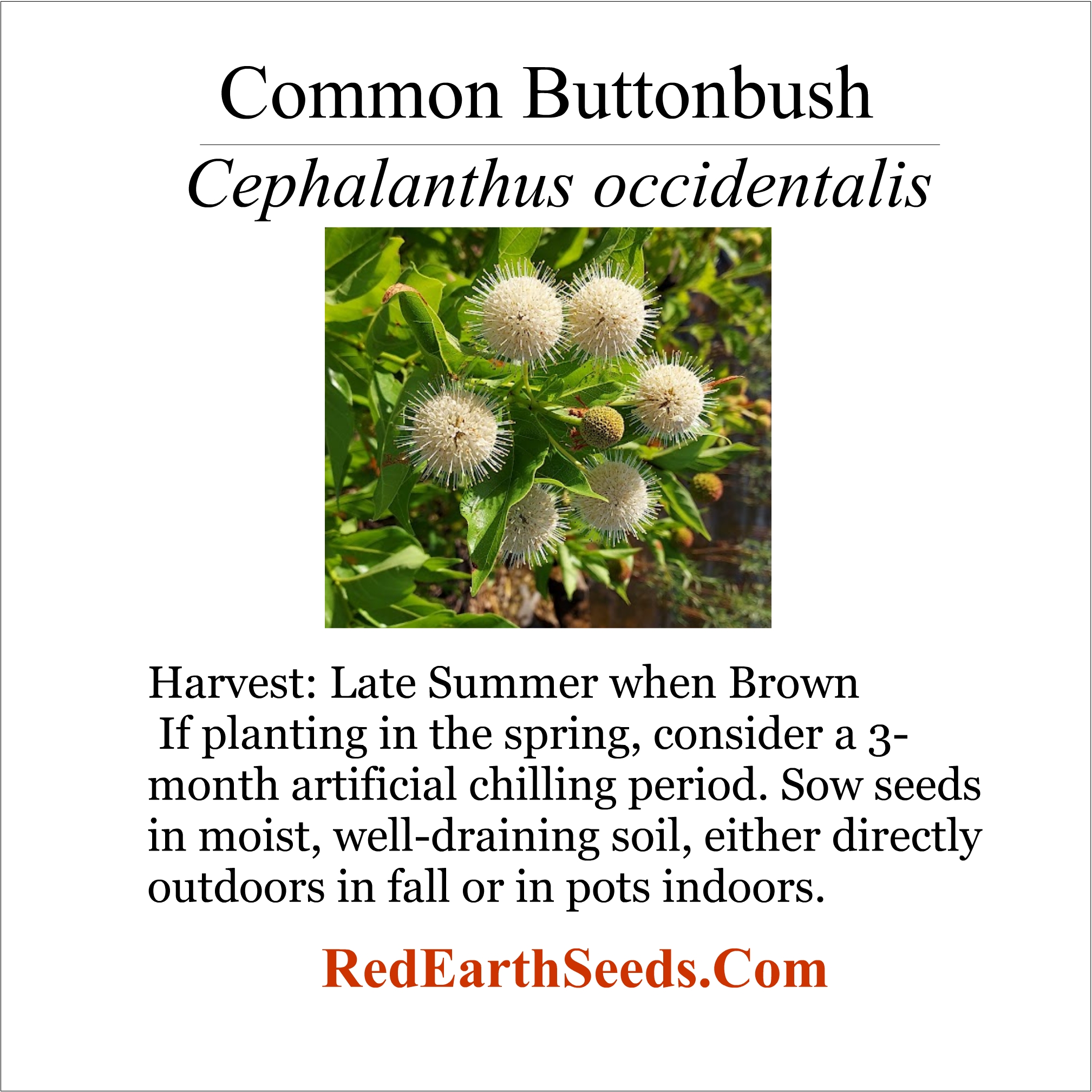 Cephalanthus occidentalis - Common Button Bush 