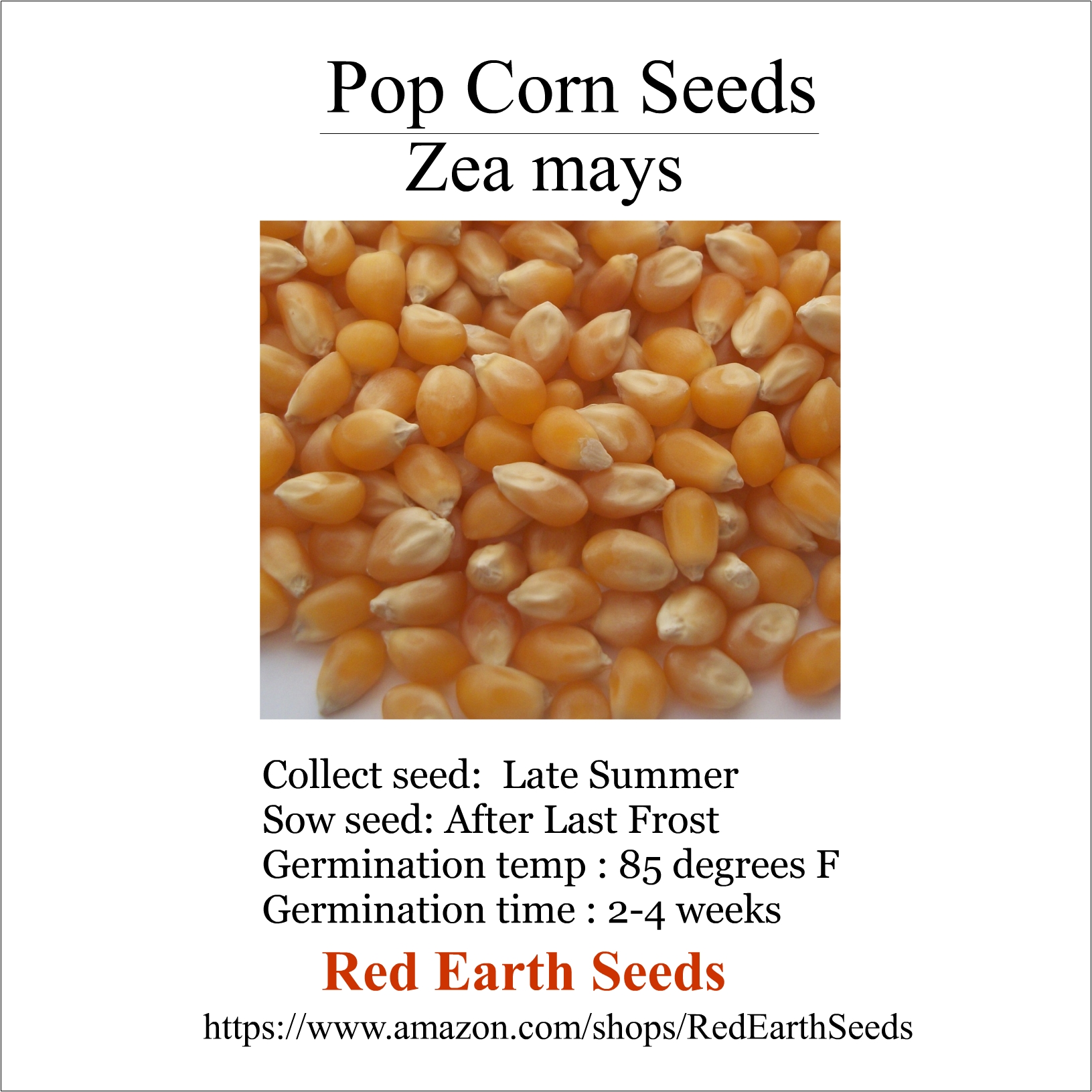 Pop Corn - 100 kernels - Zea mays evertata