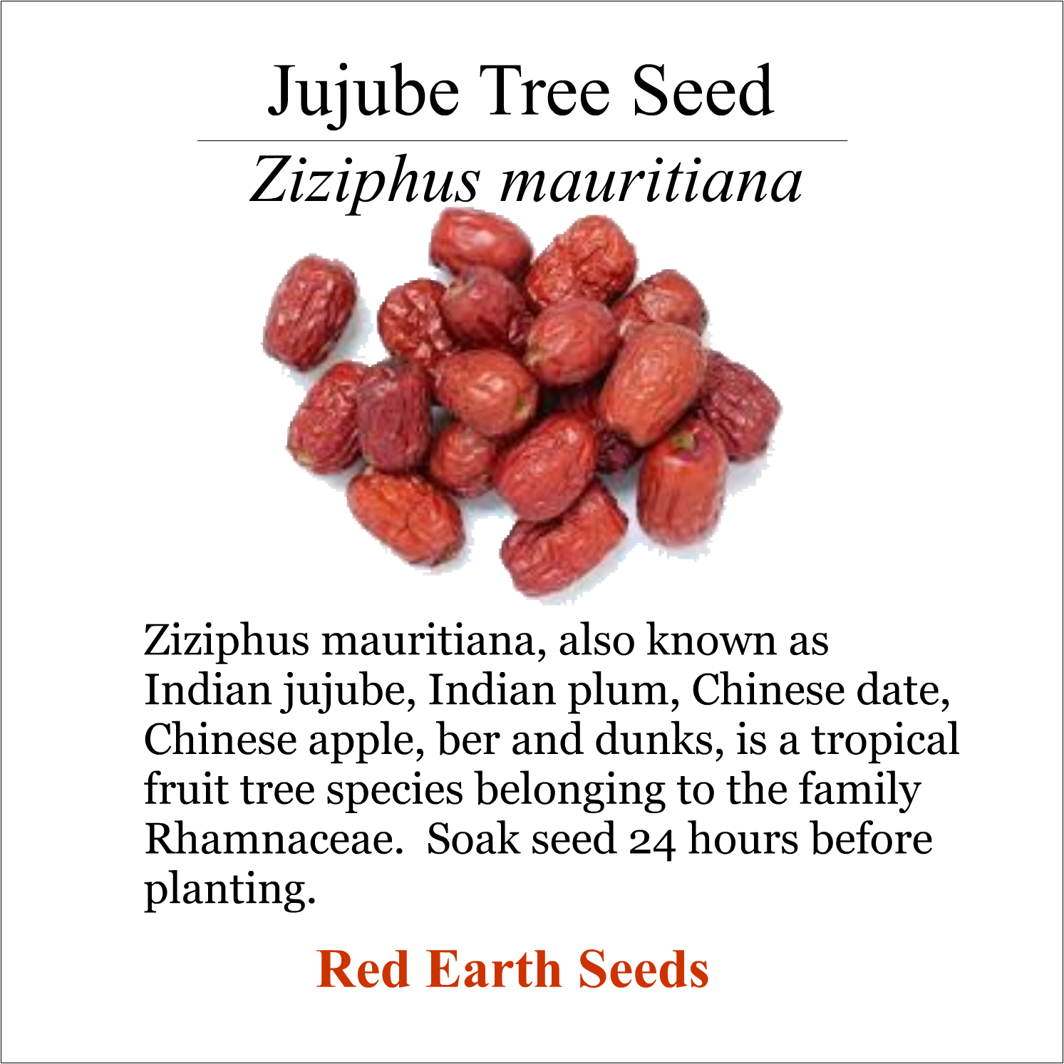 Jujube Tree - 5 Seeds - Ziziphus mauritiana