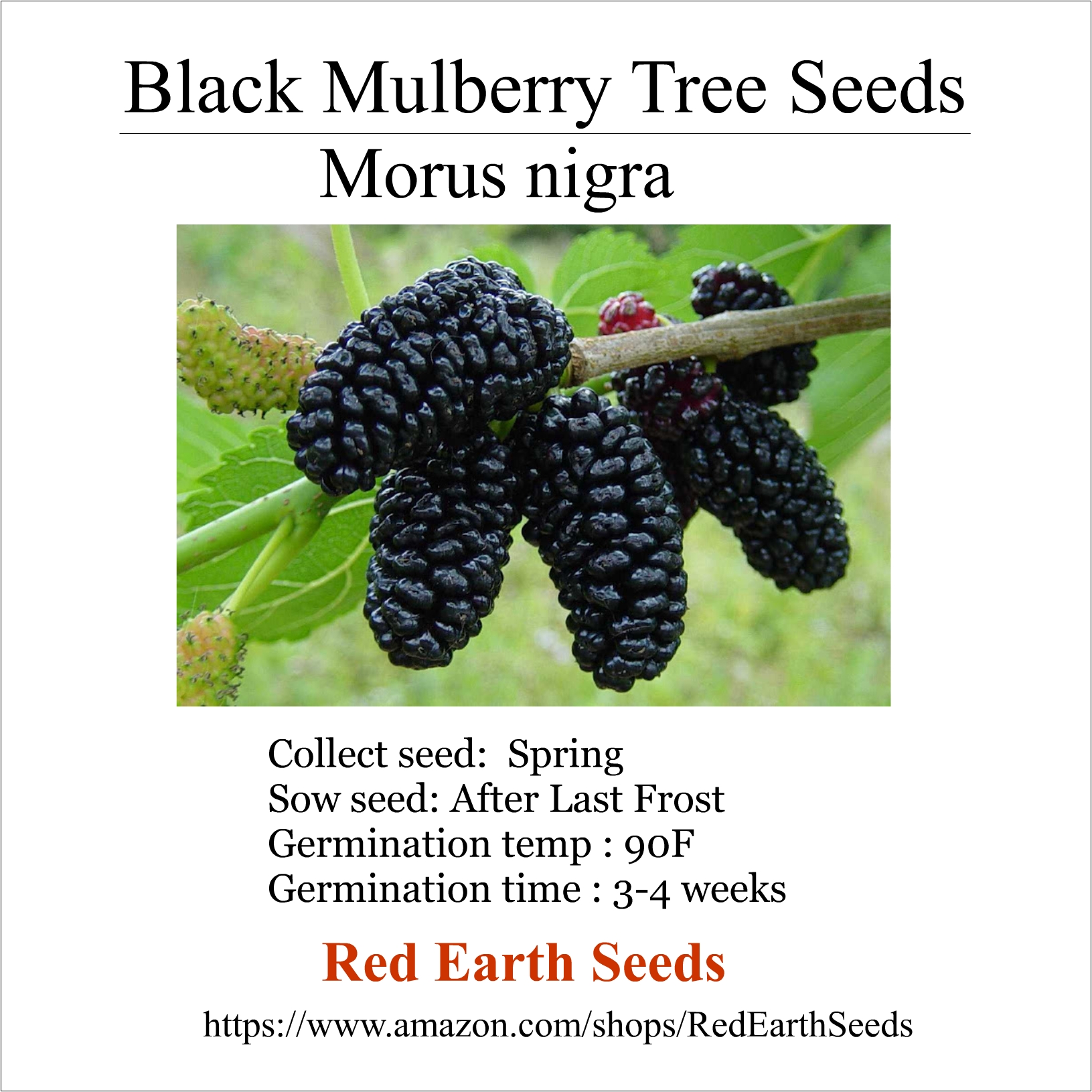 Black Mulberry - 100 seeds - Morus nigra
        