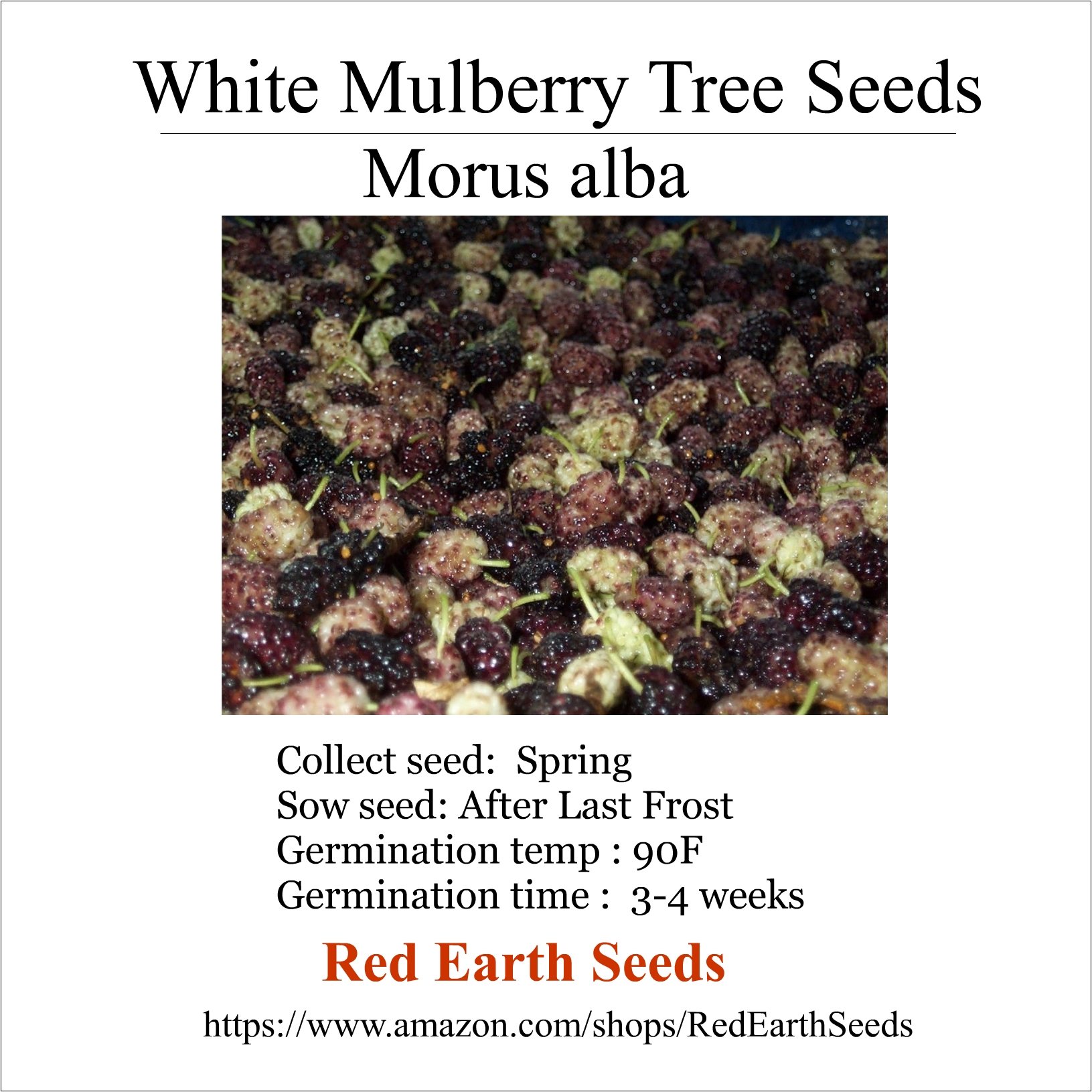 White Mulberry - 100 seeds - Morus album
        