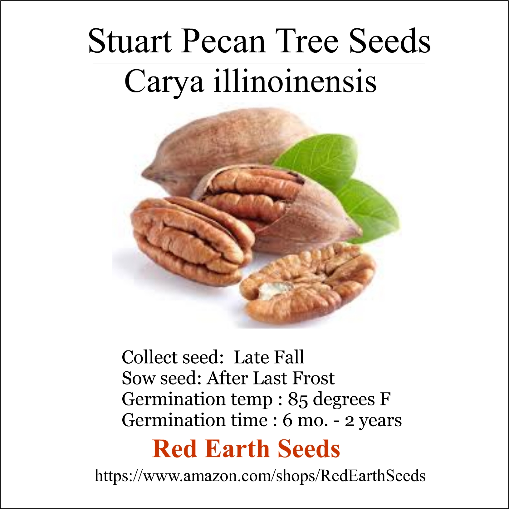 Pecan Seed