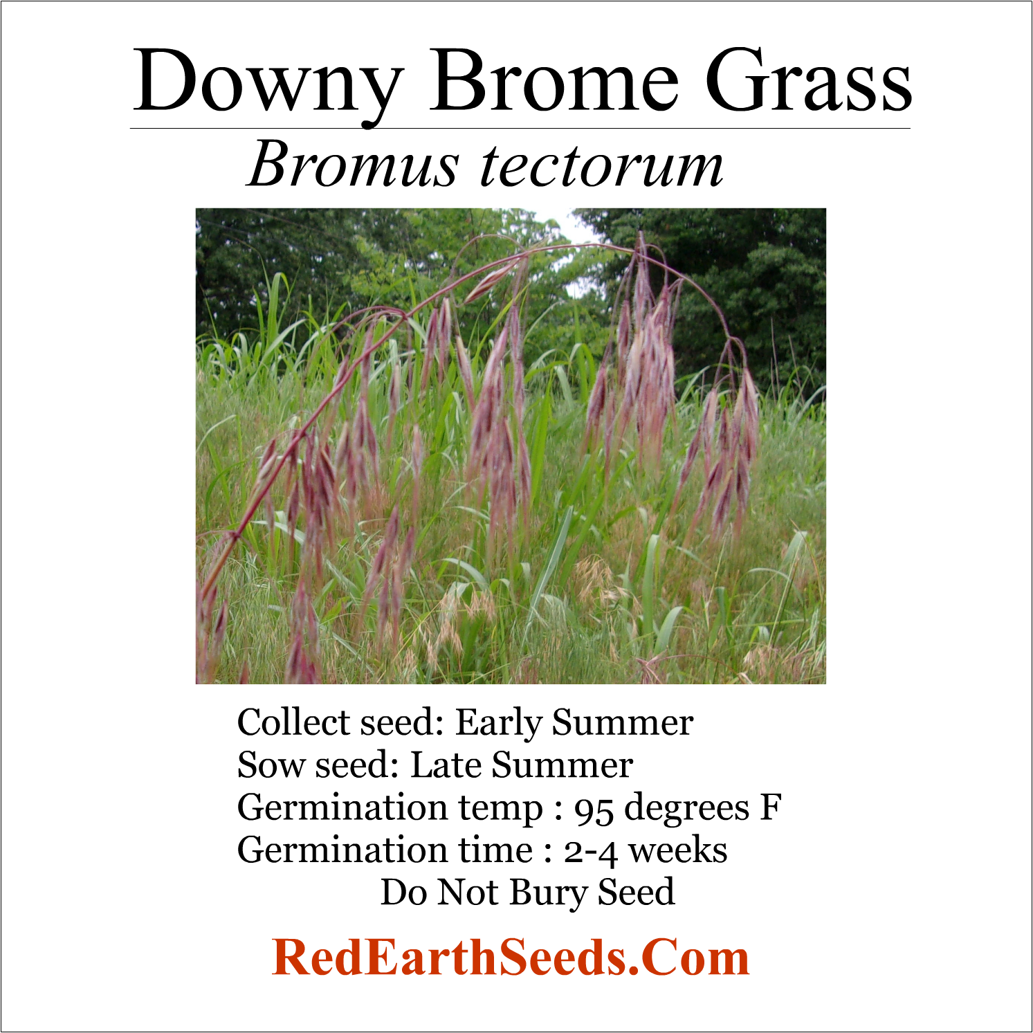 Downy Brome - 200 seeds - Bromus tectorum 