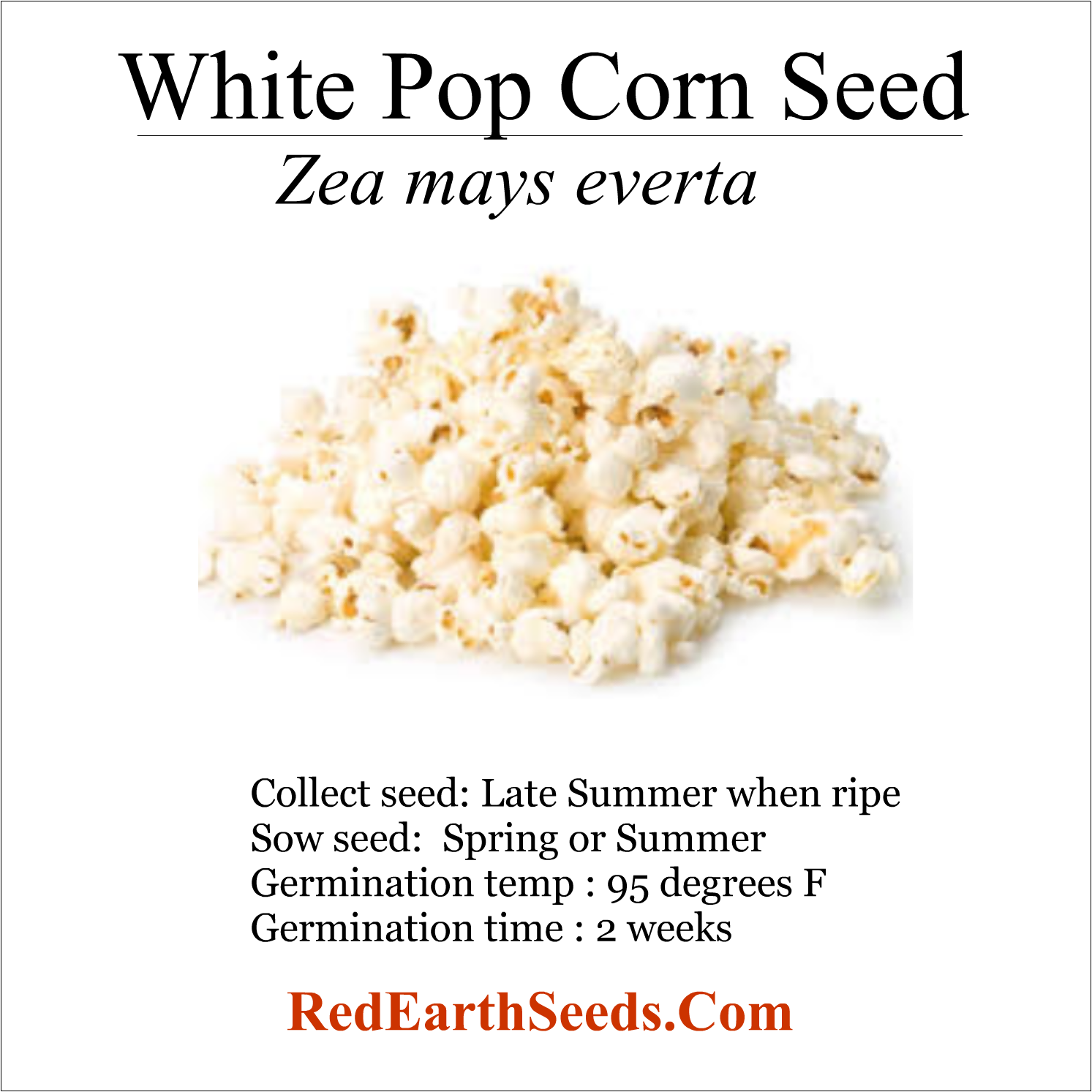 Sweet White Pop Corn - 100 kernels- Zea mays everta