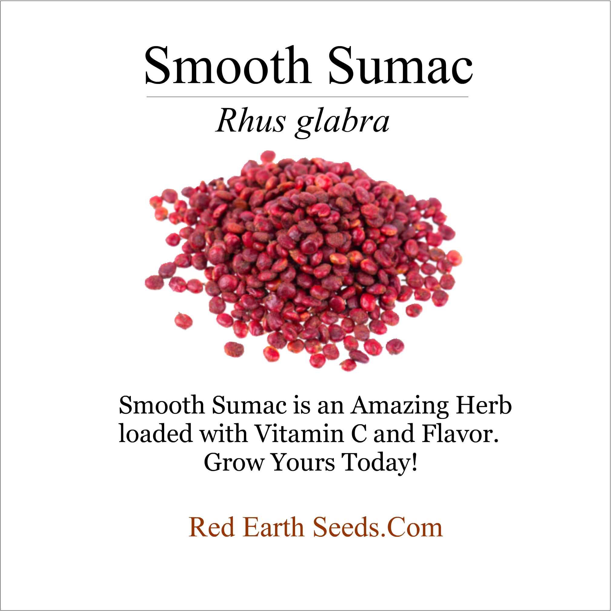 Smooth Sumac - 50 seeds - Rhus glabra