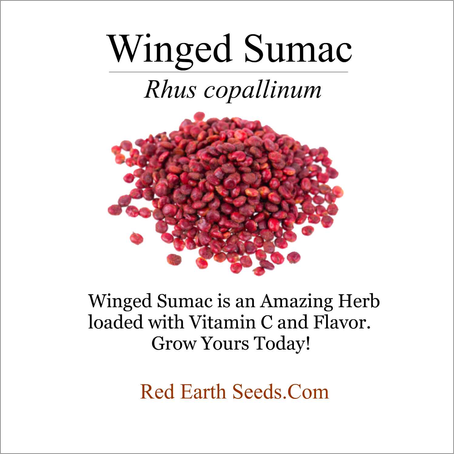 Winged Sumac - 50 seeds - Rhus copallinum